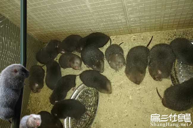 竹鼠大群飼養