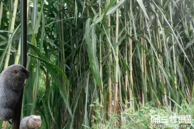 平樂竹鼠（shǔ）養殖