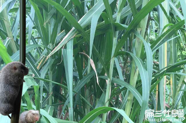 皇竹草（cǎo）種植