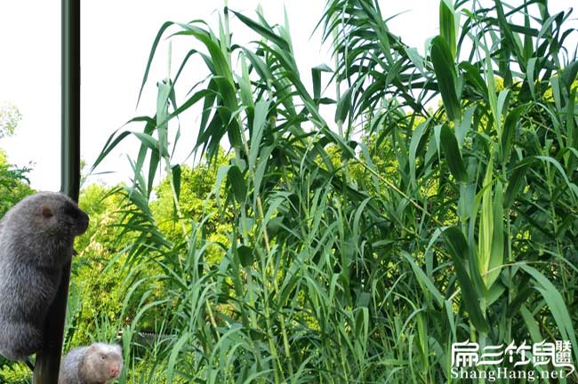 我想問一下在角美比利時 我想問一下在角(jiǎo)美比利(lì)時