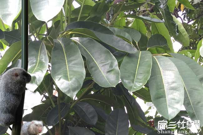 竹鼠鴨腳木