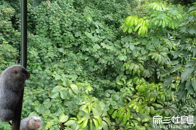 養竹鼠殖培訓
