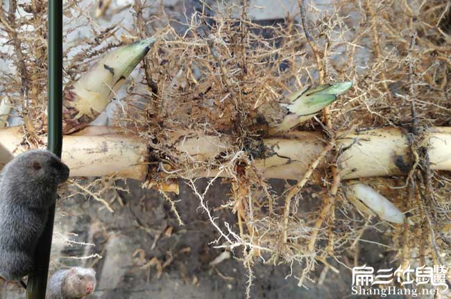 在(zài)漳浦養(yǎng)殖竹鼠容易嗎 在漳浦養殖竹鼠容易嗎