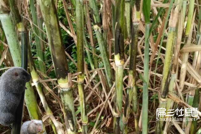黃竹草種植技術