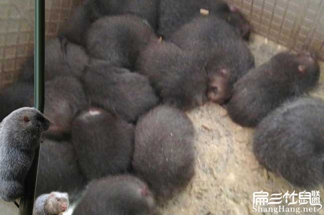 邛崍竹鼠價格