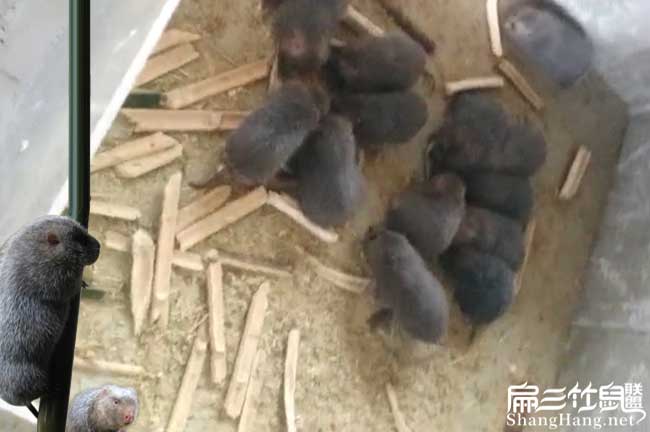 重慶想養竹鼠