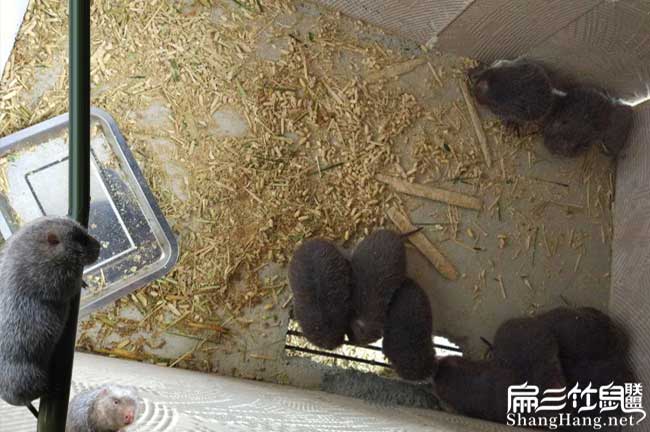 源（yuán）昌竹鼠養殖