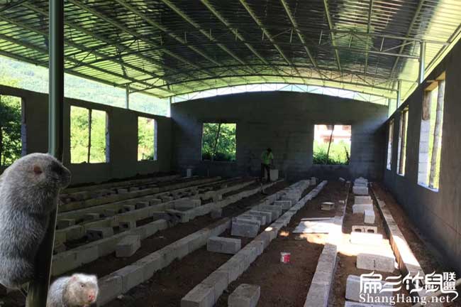 韶（sháo）關規劃（huá）竹鼠養殖