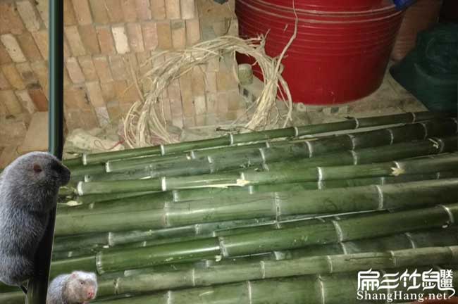 沒有竹子可以養殖竹鼠嗎（ma）？
