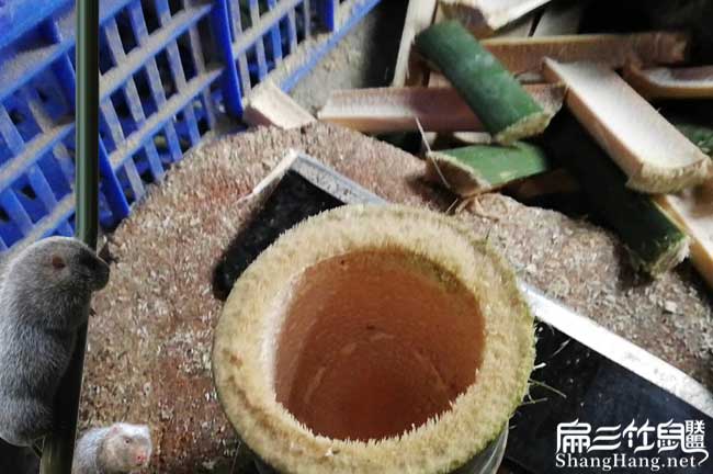 廣（guǎng）西竹鼠產業