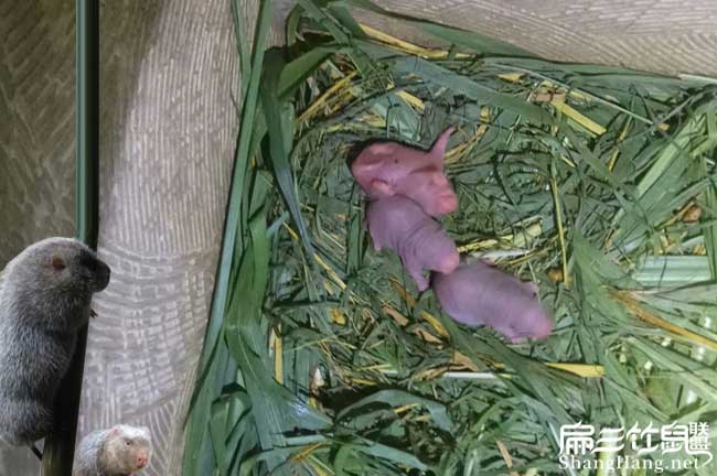 溫江竹鼠種苗批發