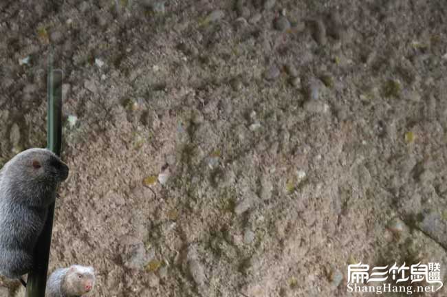 湖南竹（zhú）鼠米糠