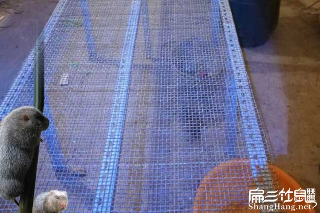 竹鼠池（chí）子底部