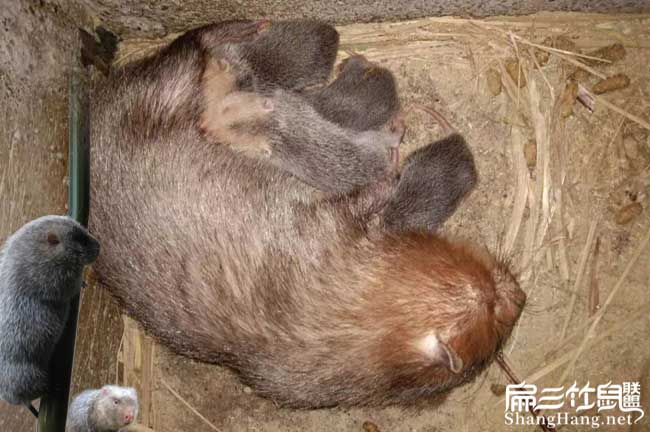 湖（hú）南竹鼠種苗