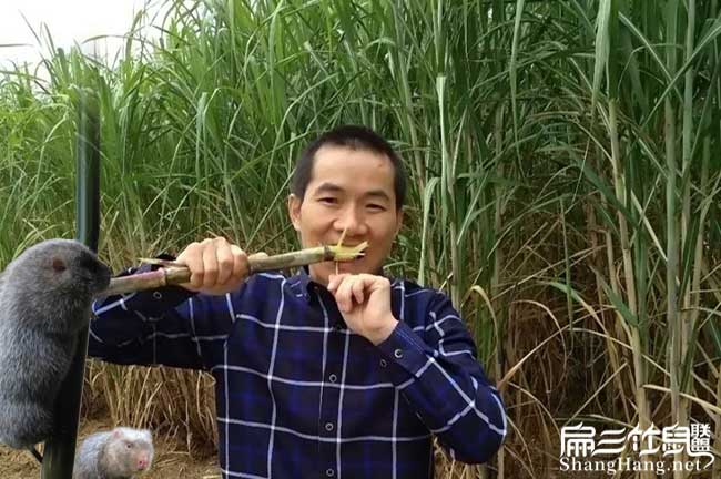 新型皇竹草（cǎo）種植