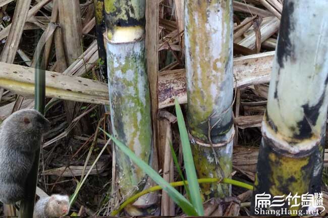 陽泉竹（zhú）鼠養殖