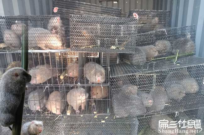 殺竹鼠技（jì）術