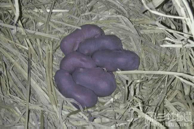澳門（mén）竹鼠養殖