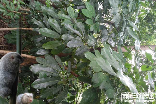鐵嶺鴨腳木種植