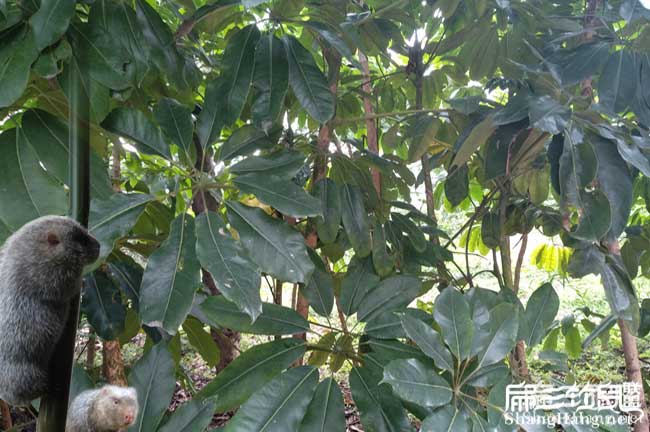 在羅(luó)源養殖竹鼠容易嗎 在羅源養殖竹鼠容易嗎