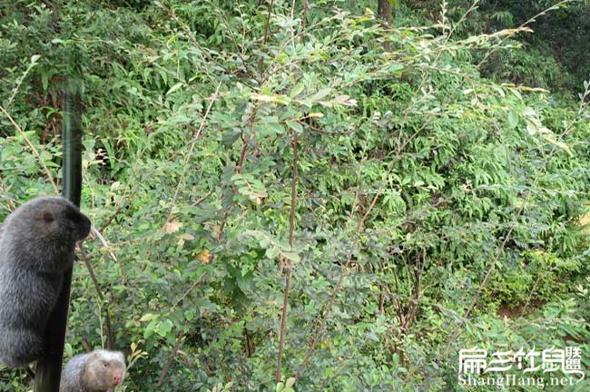 如果在(zài)養殖竹鼠馬尾好 如果在養殖竹鼠馬尾好