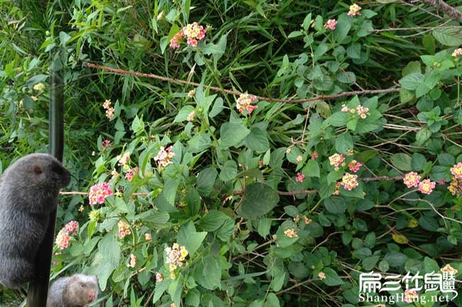 泉州（zhōu）竹鼠養殖