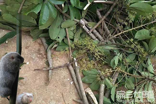 陝西(xī)竹(zhú)鼠養殖 陝西竹鼠養殖