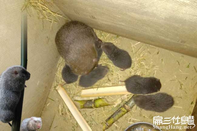 安康竹鼠養殖 安康竹鼠養殖