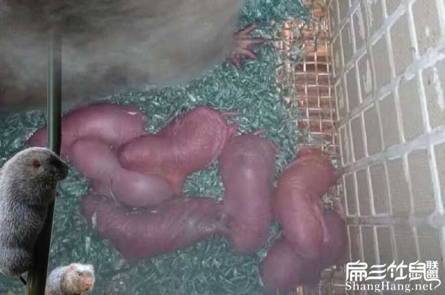竹鼠池鋼網