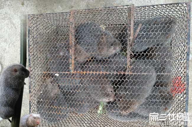 商品竹鼠批發