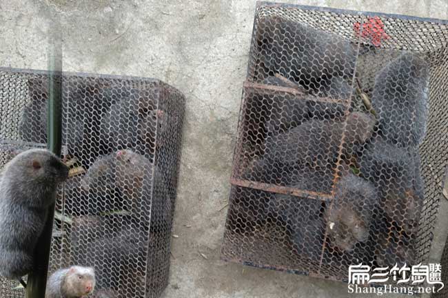 商品竹鼠批發（fā）