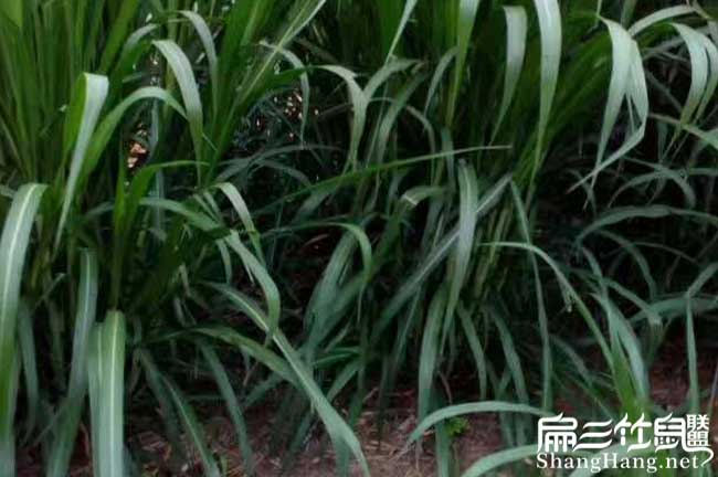 竹鼠規模養殖