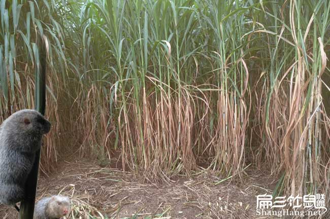 福建皇竹（zhú）草種植