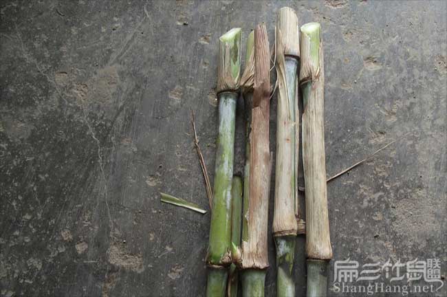 建（jiàn）甌竹鼠食（shí）物