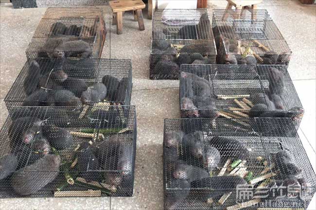 思南種植油(yóu)茶哪個品種 思南種植油茶哪個品種