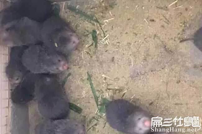 竹（zhú）鼠專業養殖