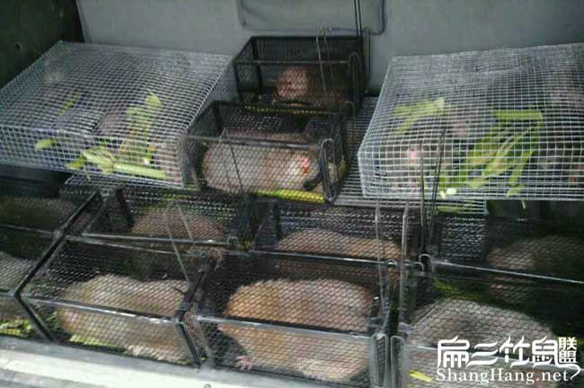 銅川竹鼠種苗 銅川(chuān)竹鼠種苗