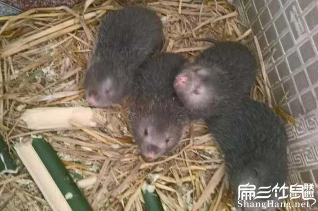 2024竹鼠養殖