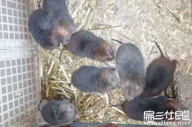 在晉安商(shāng)品竹鼠多少錢 在晉安商品竹鼠(shǔ)多少錢
