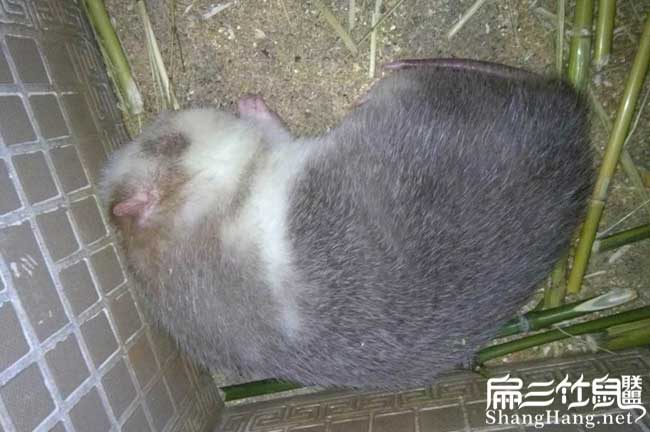 規模（mó）養竹鼠技術培訓