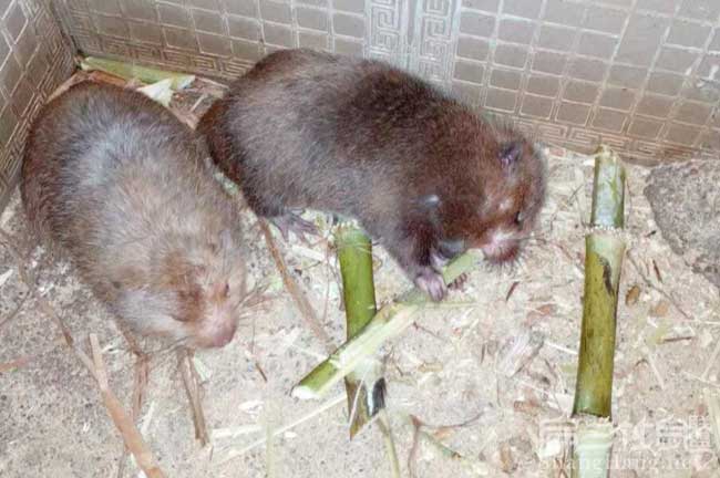 想養殖竹鼠、但沒有技 想養殖(zhí)竹(zhú)鼠、但沒有技