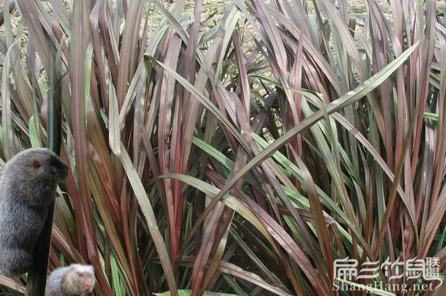 在(zài)農村倉山養殖竹(zhú)鼠一 在農村倉山養殖竹鼠一(yī)
