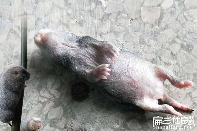 竹鼠養（yǎng）殖風險