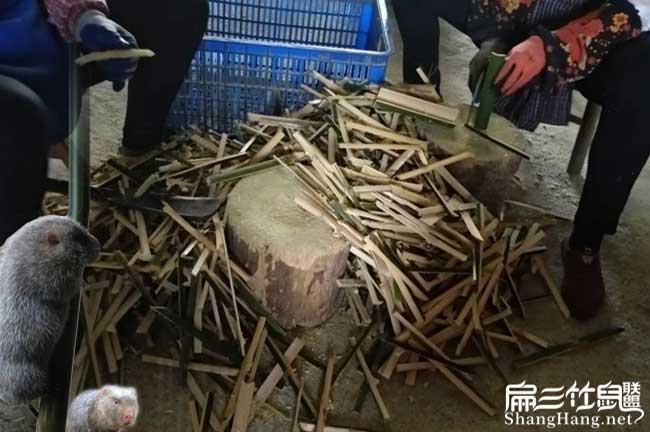 竹鼠食物規劃