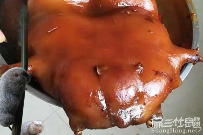 貴州銀星c紅頰竹鼠養殖技術