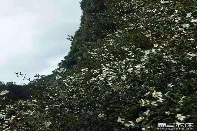 湖南油（yóu）茶基地
