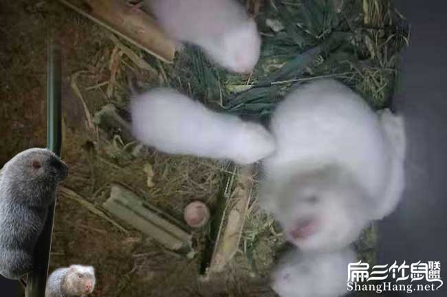 月月兔竹鼠種苗批發