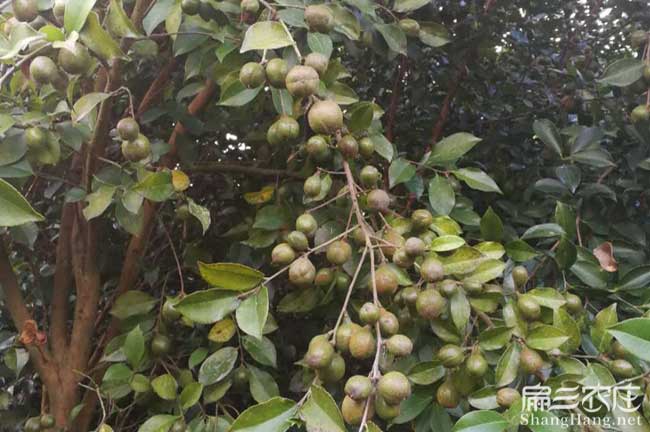 茶油苗種（zhǒng）植