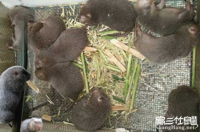 貴州竹鼠養殖技術