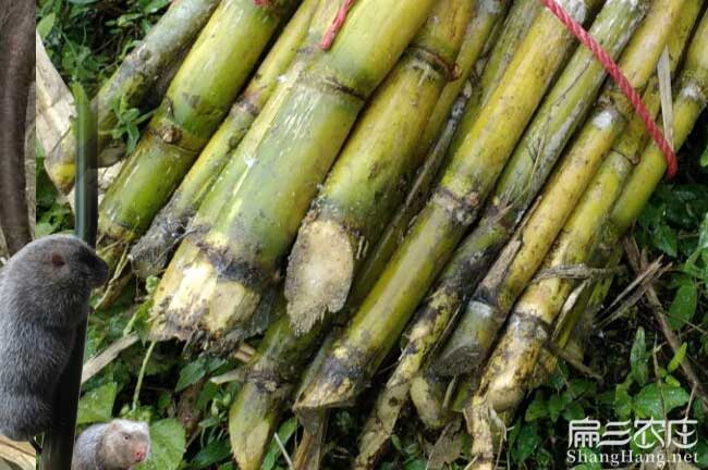竹（zhú）鼠青皮甘蔗
